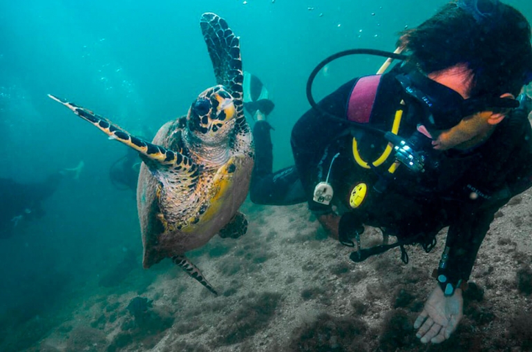 Fotografia mostra homem fazendo mergulho no litoral norte e observando uma tartaruga
